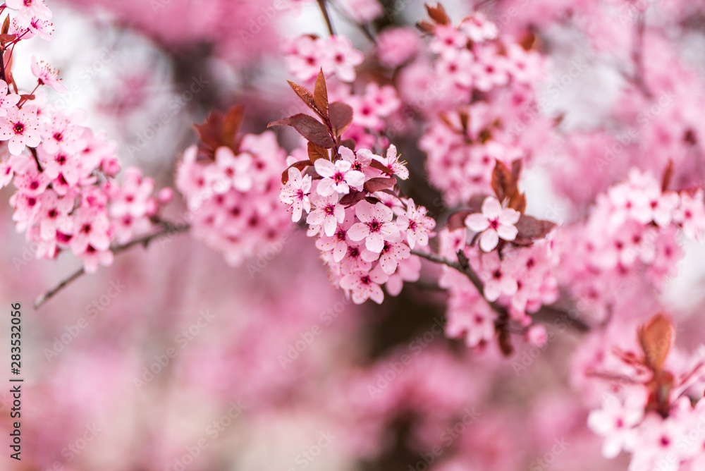 sakura cherry tree blossom