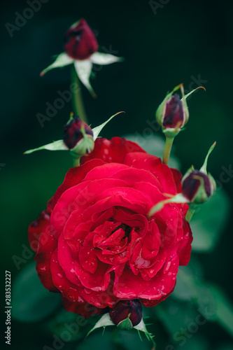 Red rose flower bud blooming in garden  green summer background
