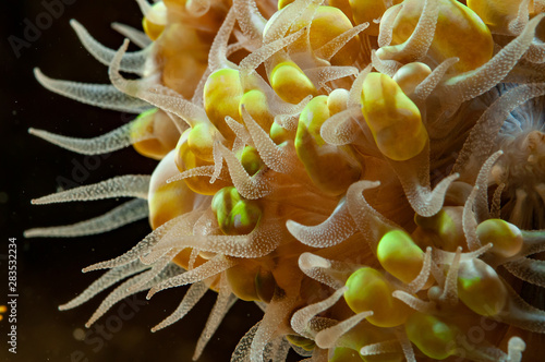 Polypes de corails marins tropicaux photo