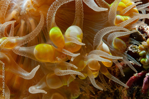 Polypes de corails marins tropicaux photo