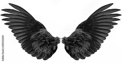 black wings isolated on a white