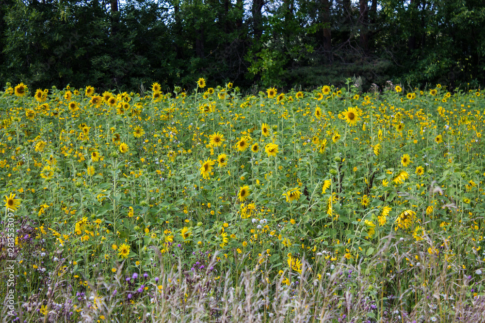 Obraz premium Field of bright yellow sunflowers on a clear summer day