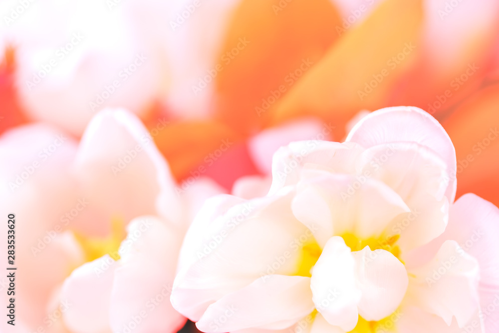 Beautiful bouquet of pink tulips with orange leaves and other decorative flowers close up, on white background, spring flowers. Place for text.