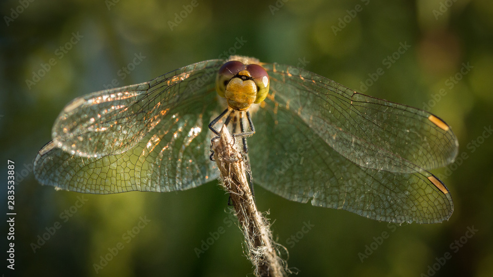 Libellule prenant le soleil sur une branche Libellule prenant le soleil sur une branche