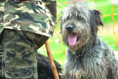 Bergamo Shepherd dog next to his master photo