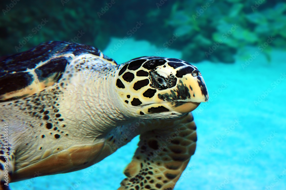 Obraz premium Hawksbill Turtle portrait