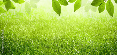 Natural spring summer green scenic background with frame of grass field and leaves in nature.