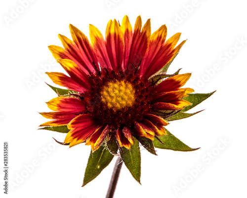 Gaillardia red yellow flower on isolated white background  closeup.