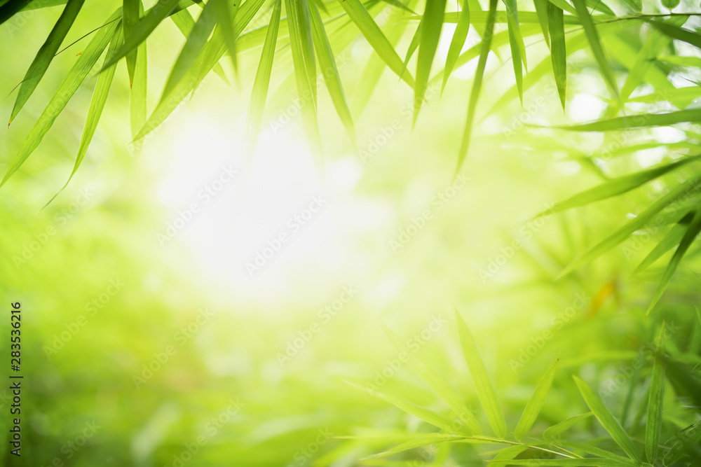Closeup beautiful view of nature green leaves on blurred greenery tree background with sunlight in public garden park. It is landscape ecology and copy space for wallpaper and backdrop. Closeup beautiful view of nature green leaves on blurred greenery tree background with sunlight in public garden park. It is landscape ecology and copy space for wallpaper and backdrop.