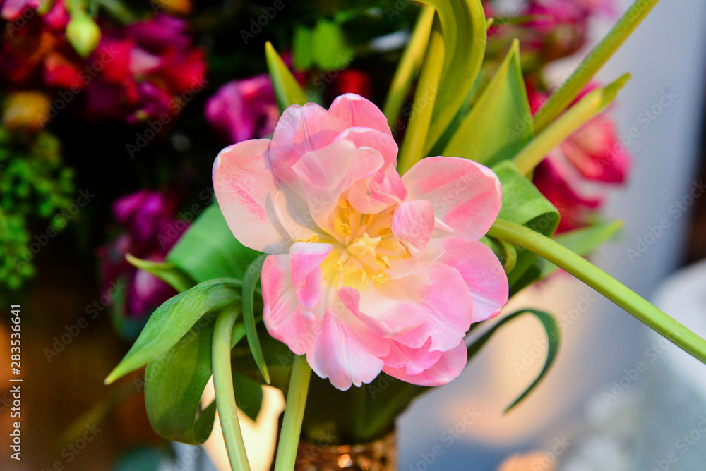 Fototapeta premium pink flower