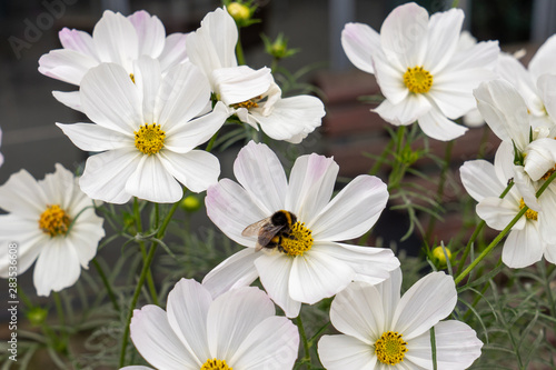 Beautiful flowers in the Garden