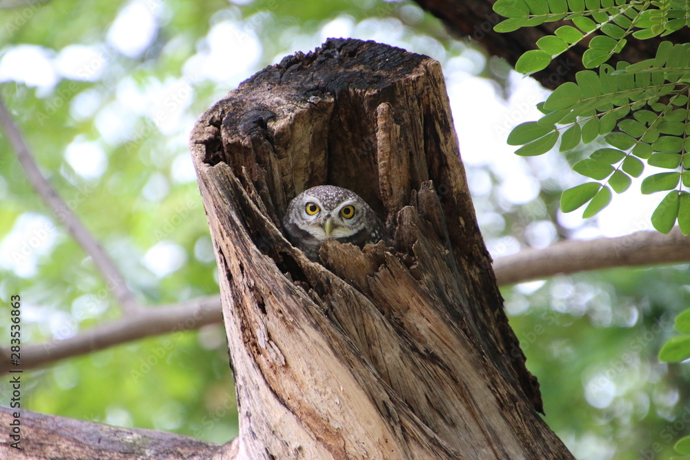 great horned owl on tree