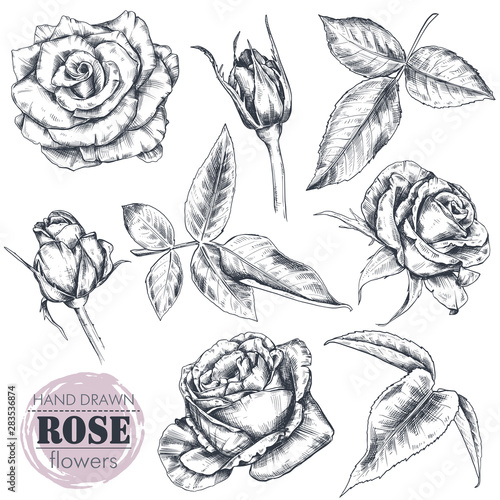 Set of hand drawn rose flowers and leaves isolated on white background.