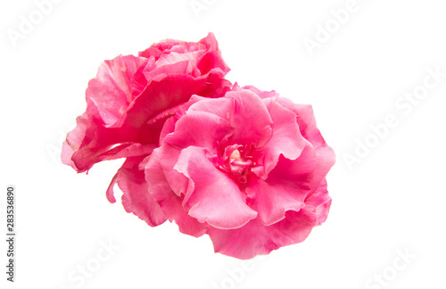 oleander flower isolated