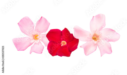 oleander flower isolated