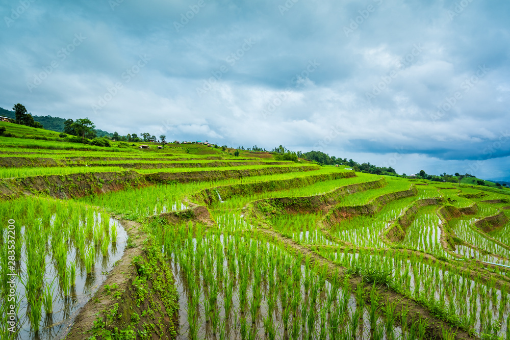 Paddy Rice Field Plantation Landscape with Mountain View Background