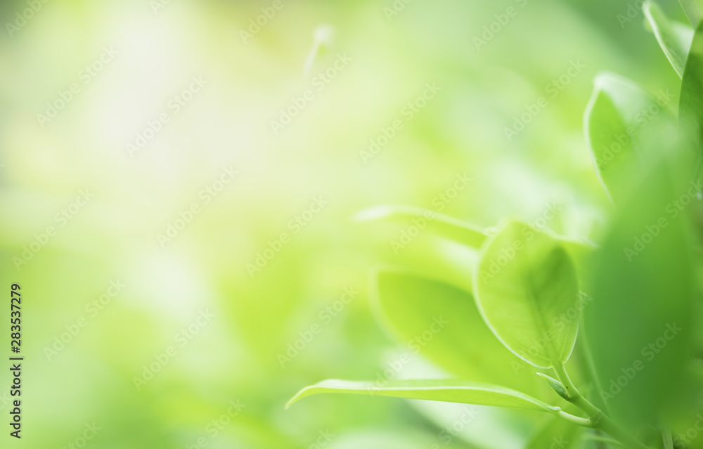 Closeup beautiful view of nature green leaves on blurred greenery tree background with sunlight in public garden park. It is landscape ecology and copy space for wallpaper and backdrop. Closeup beautiful view of nature green leaves on blurred greenery tree background with sunlight in public garden park. It is landscape ecology and copy space for wallpaper and backdrop.