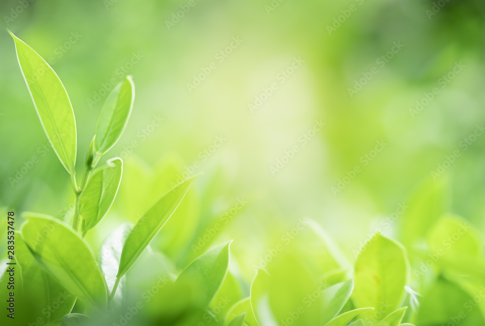 Closeup beautiful view of nature green leaves on blurred greenery tree background with sunlight in public garden park. It is landscape ecology and copy space for wallpaper and backdrop. Closeup beautiful view of nature green leaves on blurred greenery tree background with sunlight in public garden park. It is landscape ecology and copy space for wallpaper and backdrop.