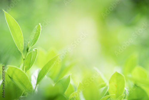 Closeup beautiful view of nature green leaves on blurred greenery tree background with sunlight in public garden park. It is landscape ecology and copy space for wallpaper and backdrop.