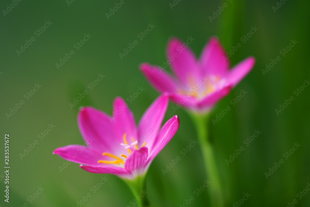 close up of beautiful pink rain lily flower