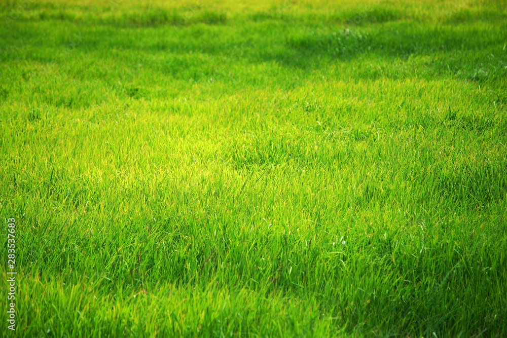 landscape of beautiful fresh grass field background landscape of beautiful fresh grass field background