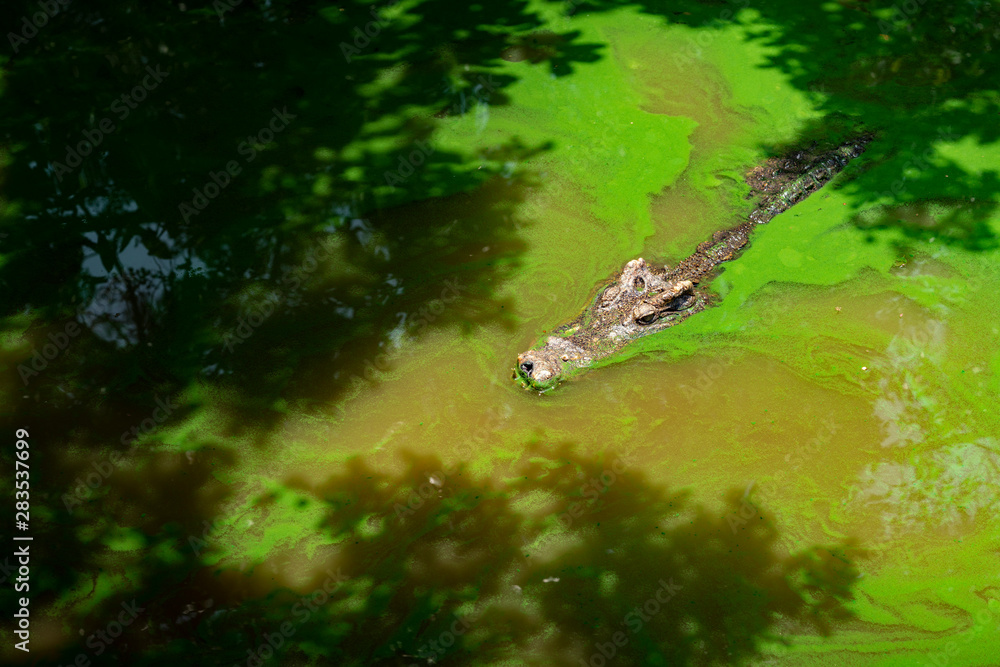 Alligator head above the surface Alligator head above the surface