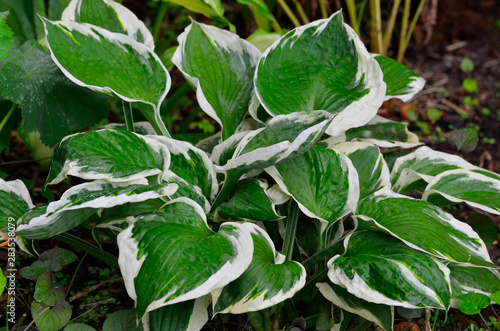 Close up of the leaves of the Hosta  Patriot  in a garden border