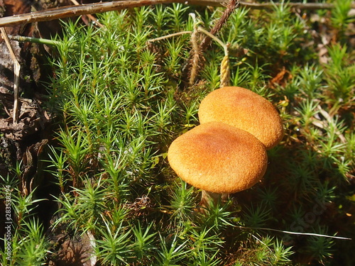 mushroom in forest