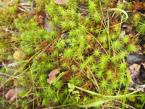 moss in the forest