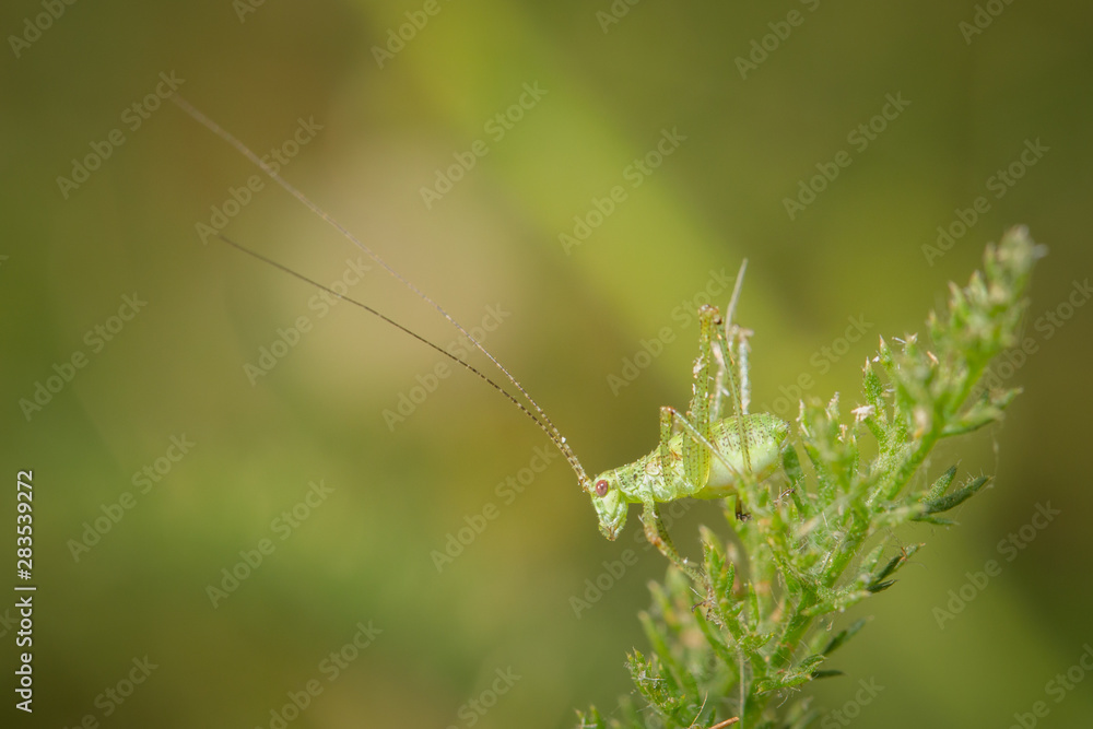 Jeune sauterelle sur une plante Jeune sauterelle sur une plante