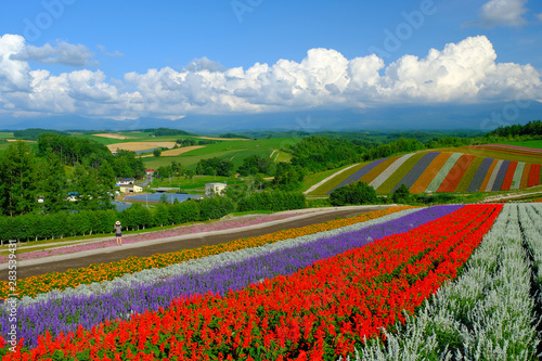 Beautiful flower gardens Shikisai-no-oka in Biei, Hokkaido during lavender season. photo