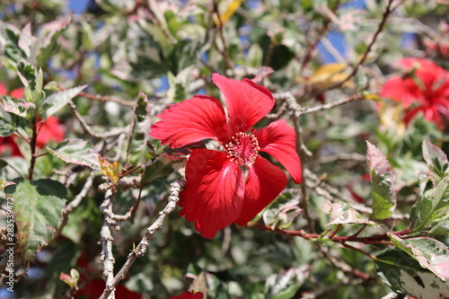 Focus Red Flower