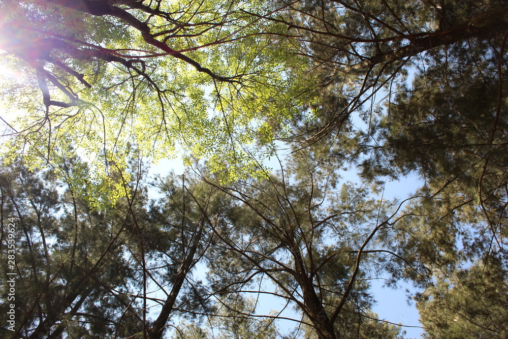 Obraz premium Árbol e el cielo