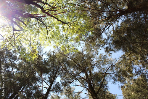 Wallpaper Mural Árbol e el cielo Torontodigital.ca