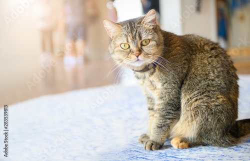 Cute scottish fold cat sitting and look at camera,