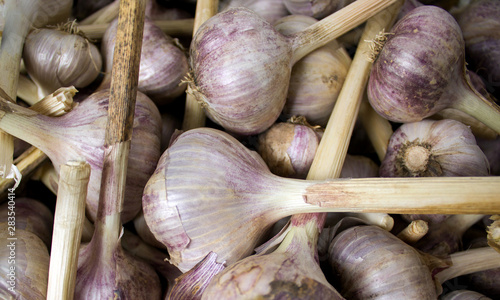 Fresh white garlic heads pile on market table closeup photo. Autumn harvest time. Vitamin healthy food spicy cooking ingredient.