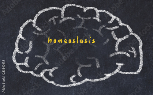 Drawind of human brain on chalkboard with inscription homeostasis photo