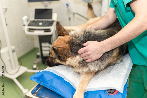 sick dog in a veterinary clinic waiting for surgery