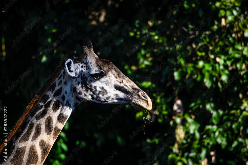 Seitenansichten einer Giraffe Seitenansichten einer Giraffe
