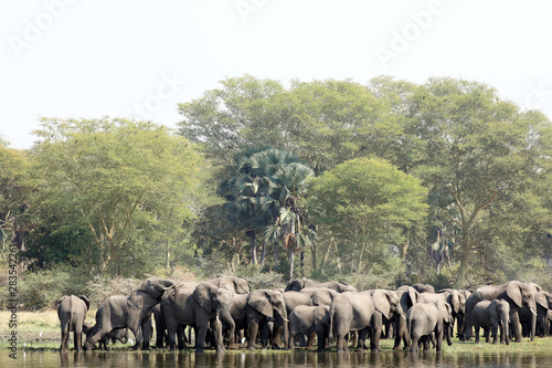 Photography Large mixed herd of African elephants by Shire river in Malawi