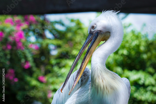 portrait of a pelican photo