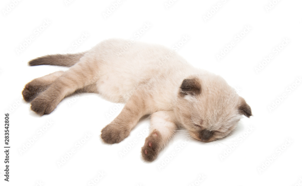 Obraz premium fold kitten isolated