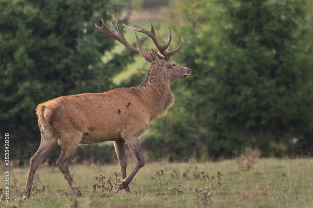 Red deer in nice sunlight during mating season. Portrait of majestic powerful adult red deer stag in forest. cervus elaphus Red deer in nice sunlight during mating season. Portrait of majestic powerful adult red deer stag in forest. cervus elaphus