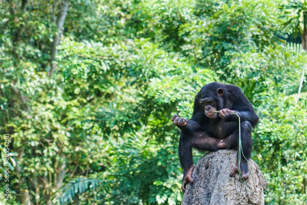 Obraz premium chimpanzee resting and eating on a rock