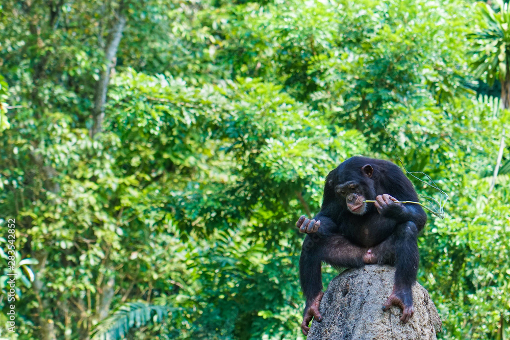 Obraz premium chimpanzee resting and eating on a rock