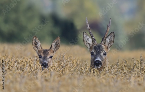 roebuc with roe during mating season. Wildlife scene from nature. Roebuck in the  cornfield.  photo