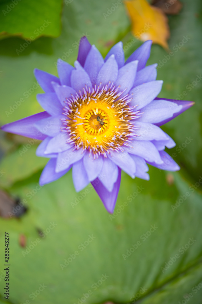 Water lily or lotus flower on green leaves background Water lily or lotus flower on green leaves background