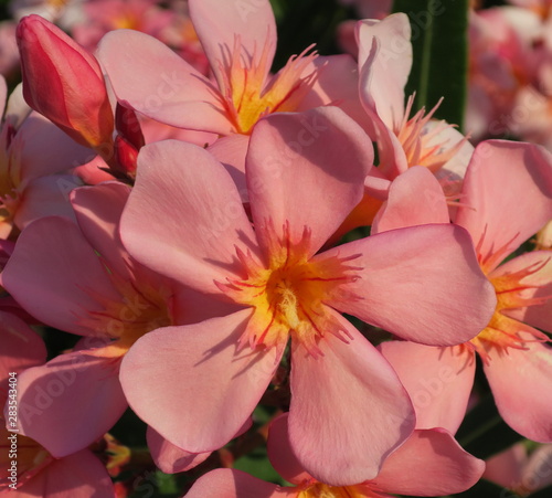 D  tail de fleur du laurier rose