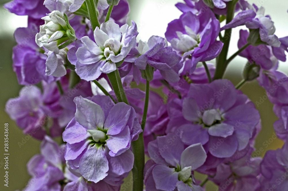 Close up of pink Matthiola incana, Stocks in a flower border Close up of pink Matthiola incana, Stocks in a flower border