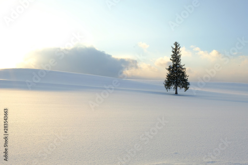 Christmas tree in Biei Hokkaido Japan, Winter season. photo